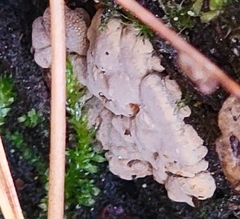Xylobolus frustulatus