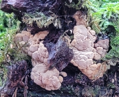 Xylobolus frustulatus