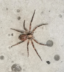 Anyphaena accentuata