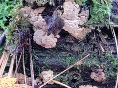 Xylobolus frustulatus