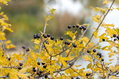 Crataegus pentagyna