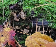 Xylobolus frustulatus