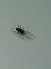 Aphis gossypii