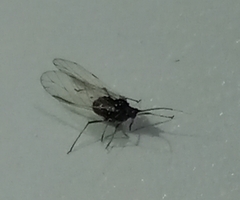 Aphis gossypii