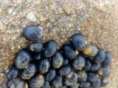 Nerita scabricosta