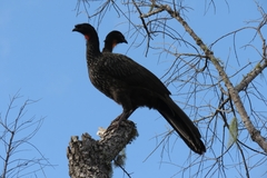 Penelope obscura