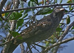 Molothrus bonariensis