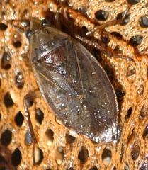 Belostoma flumineum