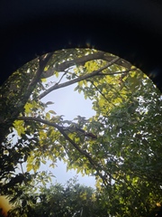 Culicicapa ceylonensis