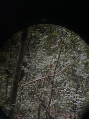 Cyornis rubeculoides