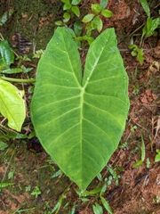 Xanthosoma