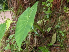Xanthosoma