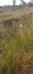 Dierama