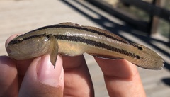 Tridentiger trigonocephalus