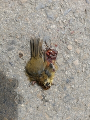 Schoeniparus castaneceps