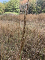 Sorghastrum nutans