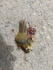 Schoeniparus castaneceps