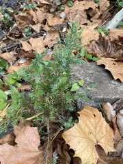 Juniperus communis