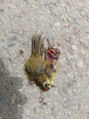 Schoeniparus castaneceps