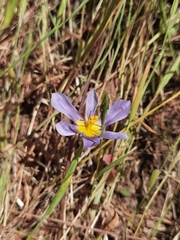 Calydorea xiphioides
