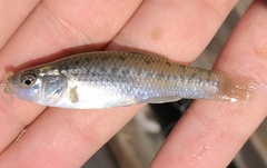 Fundulus parvipinnis