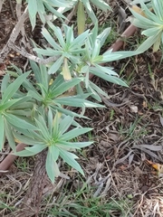 Echium