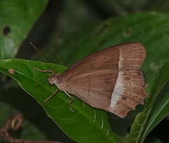 Taygetis sylvia