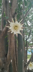 Trichocereus schickendantzii