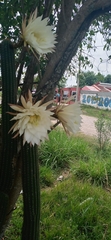 Trichocereus schickendantzii