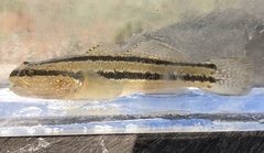 Tridentiger trigonocephalus