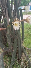 Trichocereus schickendantzii