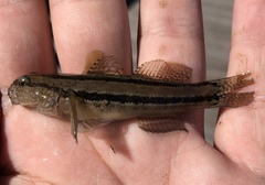 Tridentiger trigonocephalus