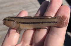 Tridentiger trigonocephalus