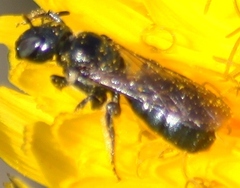 Ceratina calcarata