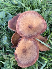 Physalacriaceae