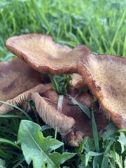 Physalacriaceae