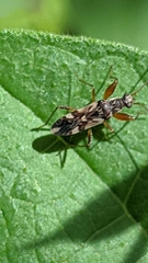 Neopamera