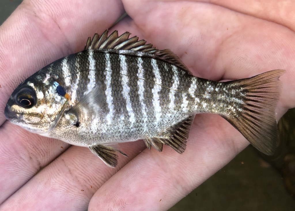 Blauwbronzen zeevarken (Kyphosus azureus) — Kyphosidae
