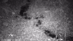 Nyctereutes procyonoides