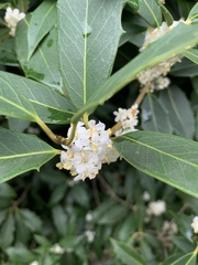 Osmanthus heterophyllus
