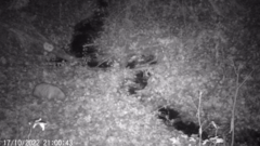 Nyctereutes procyonoides