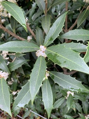 Osmanthus heterophyllus