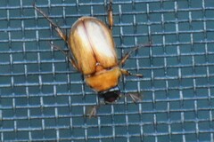 Cyclocephala lurida