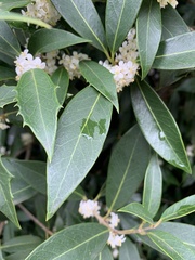 Osmanthus heterophyllus