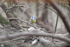 Cyanistes caeruleus caeruleus