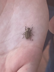 Naupactus