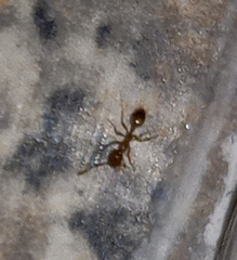 Monomorium pharaonis