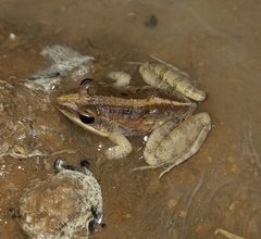 Ptychadena mossambica