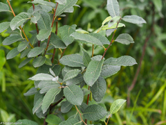 Salix lapponum