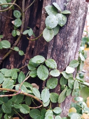 Euonymus fortunei
